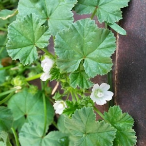 Common Mallow (Malva Neglecta) Seeds - 50 Count