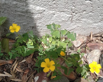 Common Yellow Woodsorrel (Oxalis Stricta) Seeds - 20 count