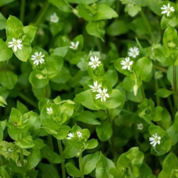 Chickweed (Stellaria Media) Seeds - 100 count