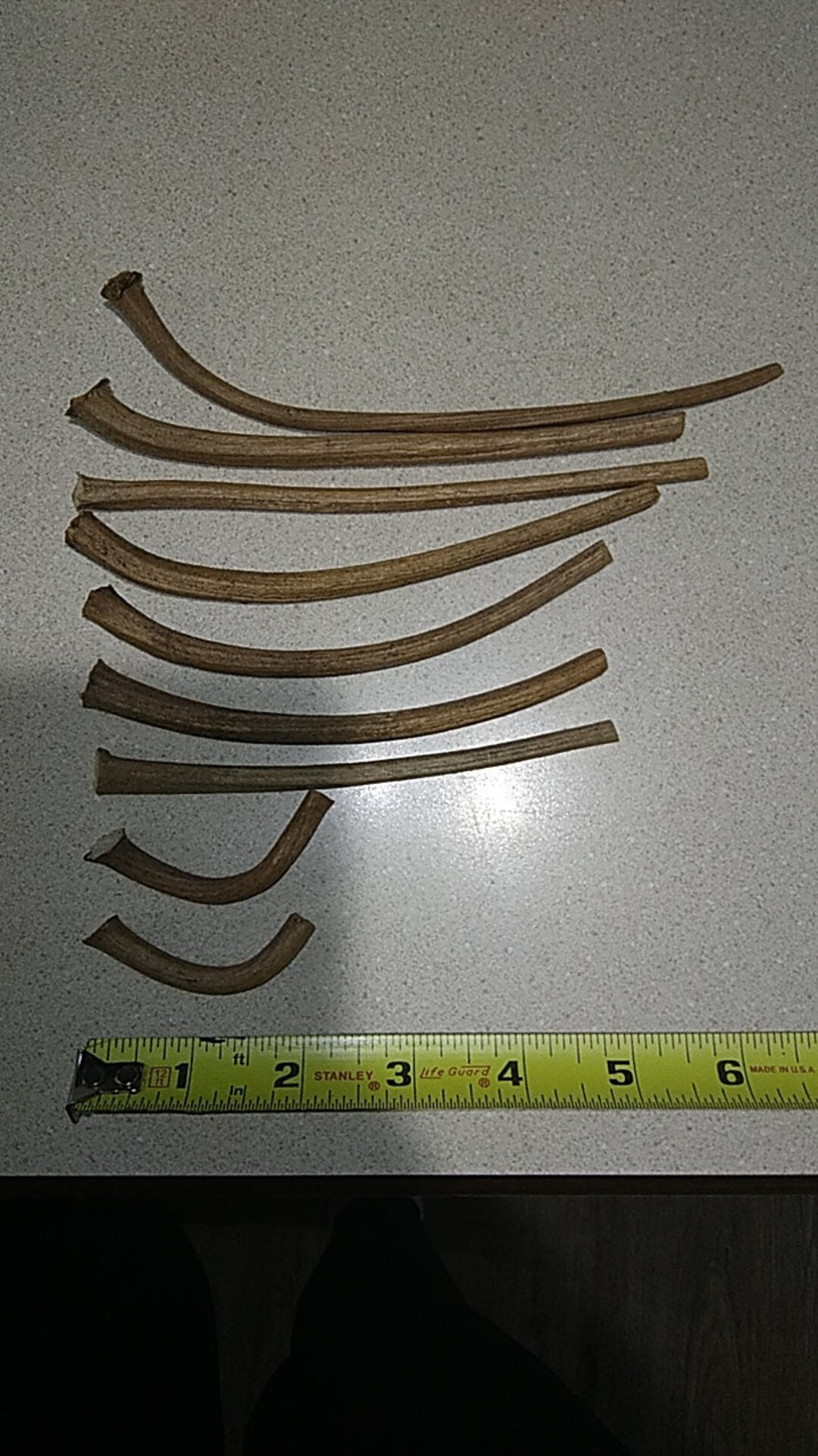 Real Dried Gourd Stems 9 Count Etsy