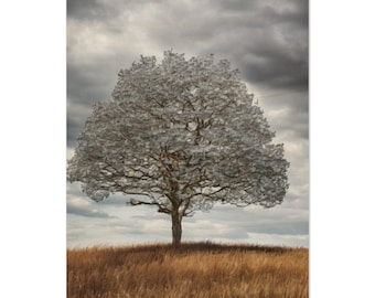 May include: A framed print of a tree with a full canopy of leaves, set against a cloudy sky. The tree stands in a field of tall, dry grass. The artwork has a natural, earthy color palette.