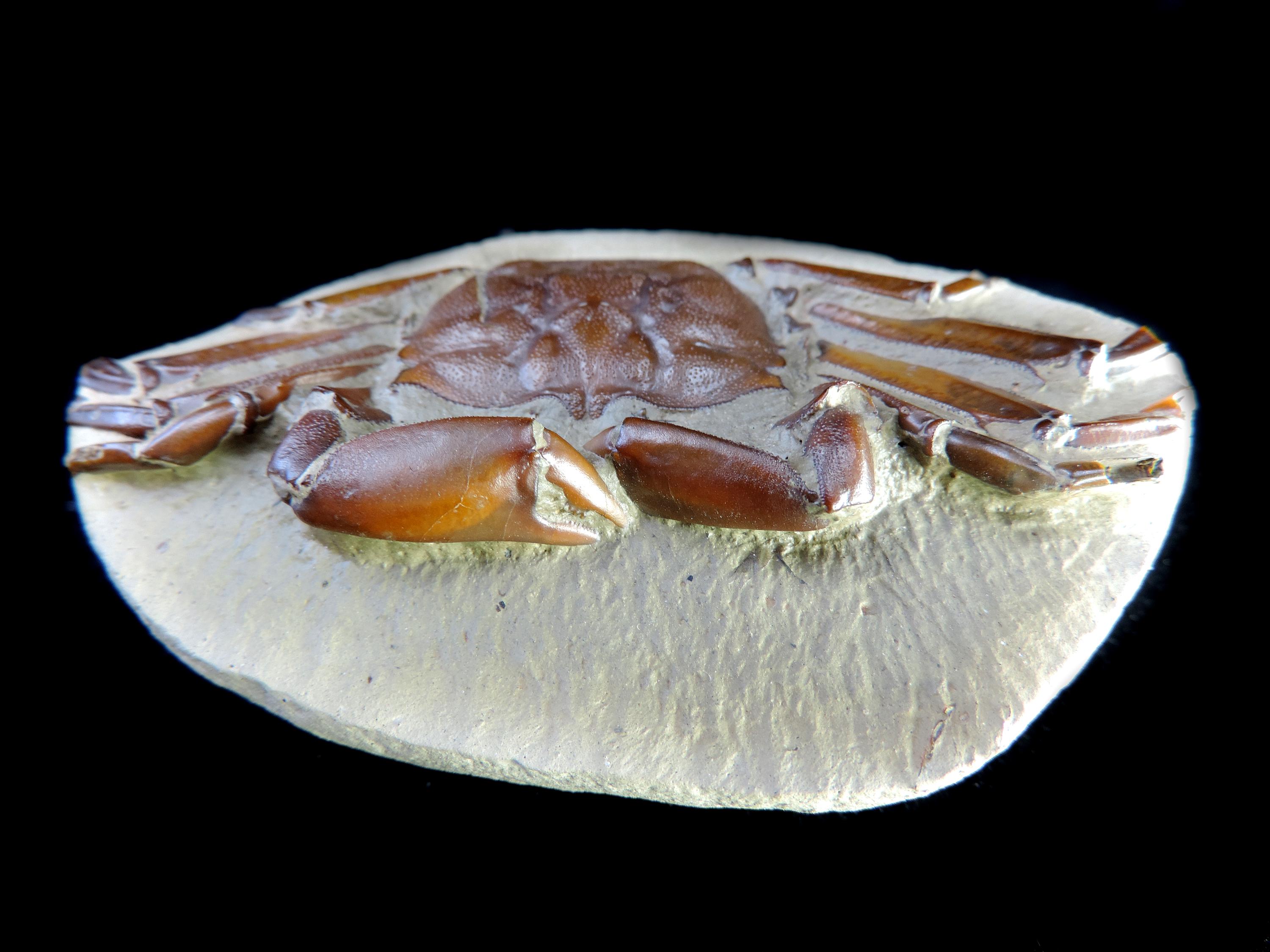 カニ 標本 と貝の化石 石灰質の塊の中に保存状態の良い素晴らしいカニの化石 - 最高品質の