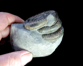 Unusual and striking 'Dac Stack' with three Jurassic-age Dactylioceras ammonites resting on each other - very rare and showy specimen
