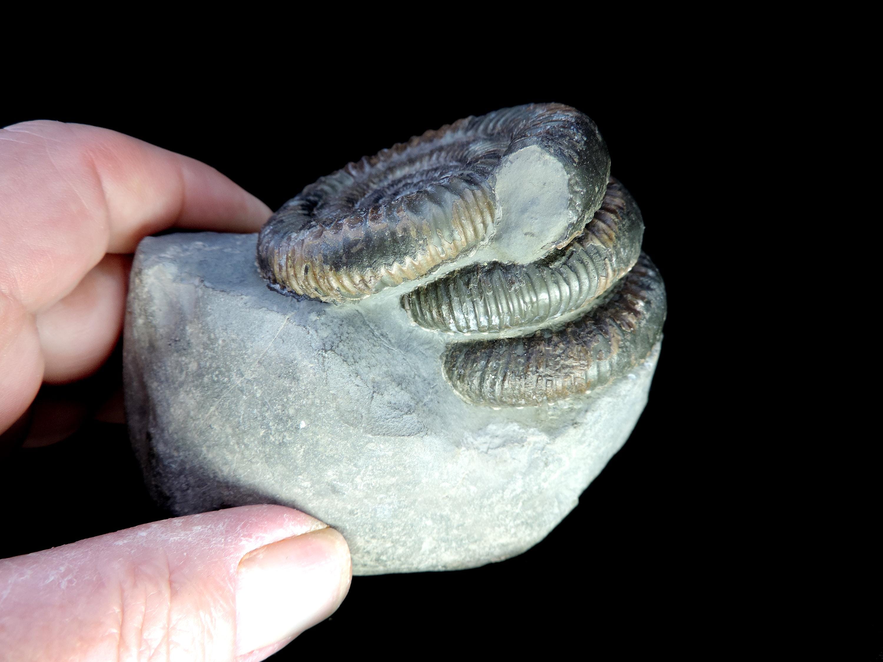 ジュラ紀　前期　アンモナイト　ダクティリオセラス　超特大　88mm ジュラ紀のダクティリオセラスアンモナイト3体が重なり合った、珍しく