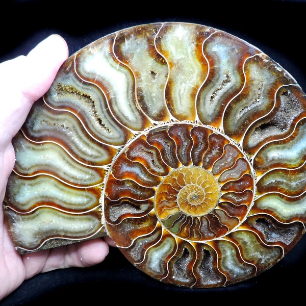 AAA quality large cabinet sized Cleoniceras ammonite cut in half and polished to reveal individual chambers and suture lines