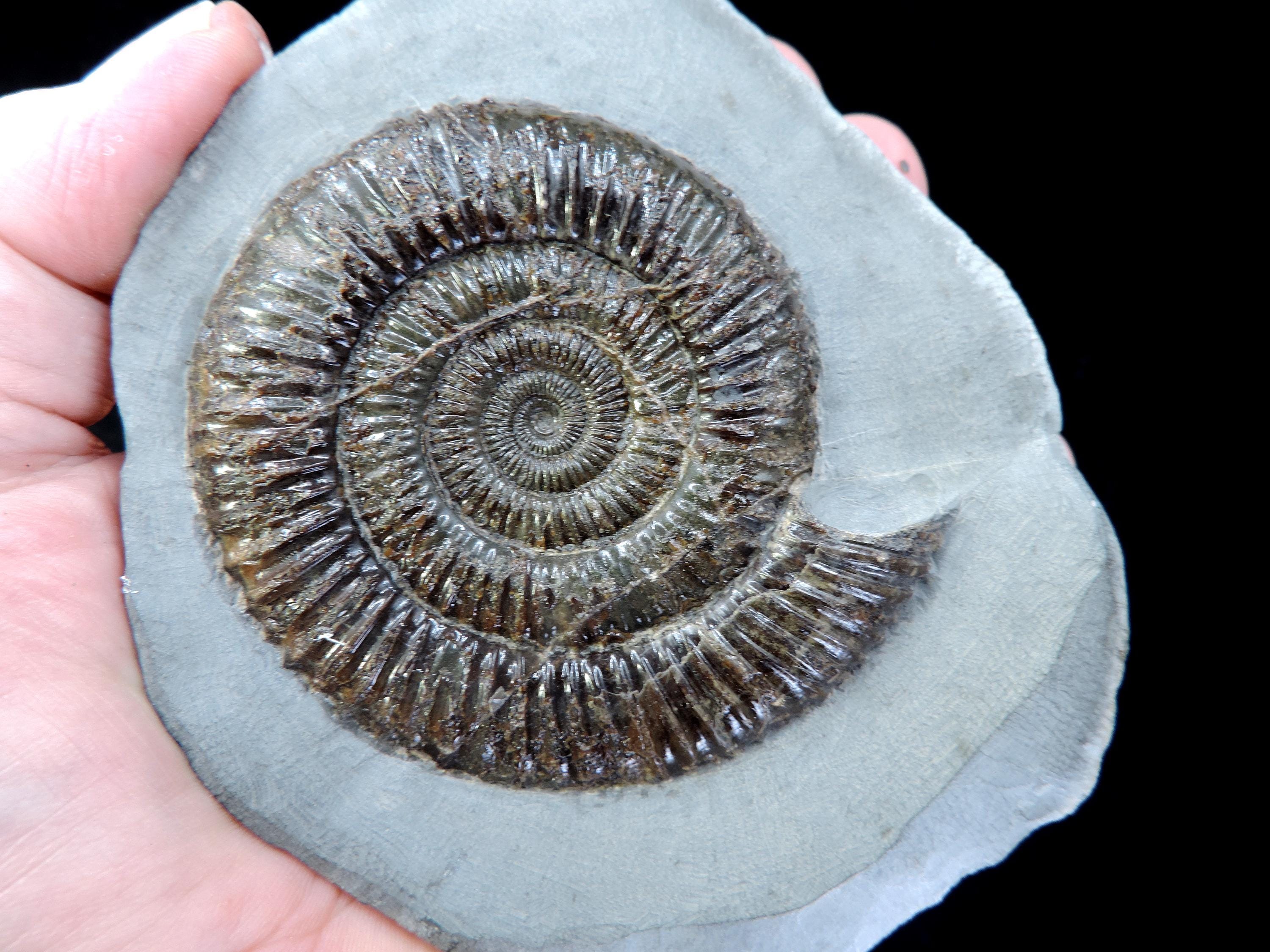 アンモナイト 化石 ダクティリオセラス Dactylioceras 65mm AM28