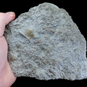 Puede incluir: Una mano sostiene una losa de fósil gris con una superficie texturizada. El fósil presenta un patrón detallado de pequeñas formas similares a conchas y fragmentos incrustados, mostrando una apariencia natural y desgastada. El fondo es negro.