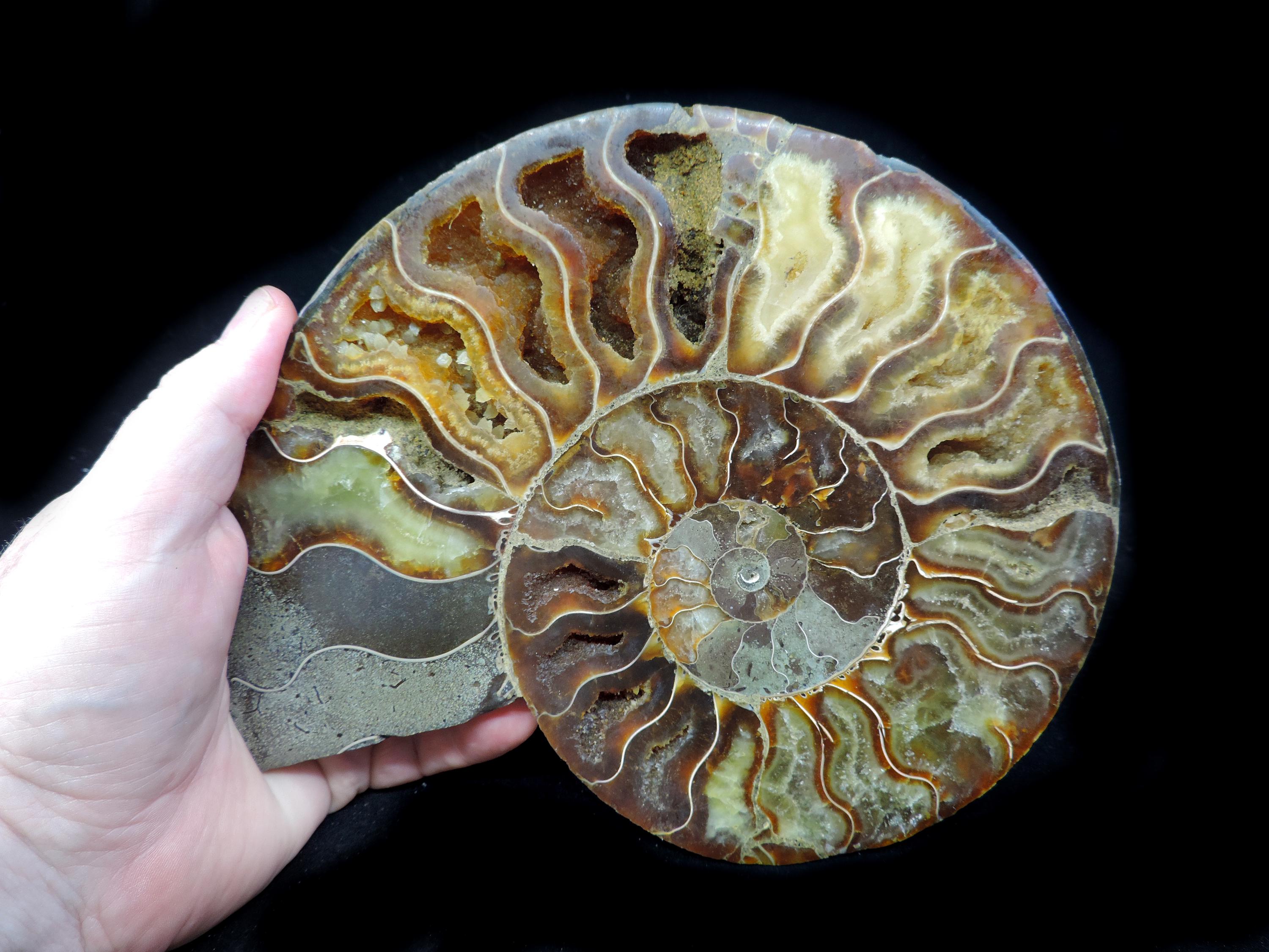 AAA quality super sized Cleoniceras ammonite cut in half and polished to reveal individual chambers and suture lines