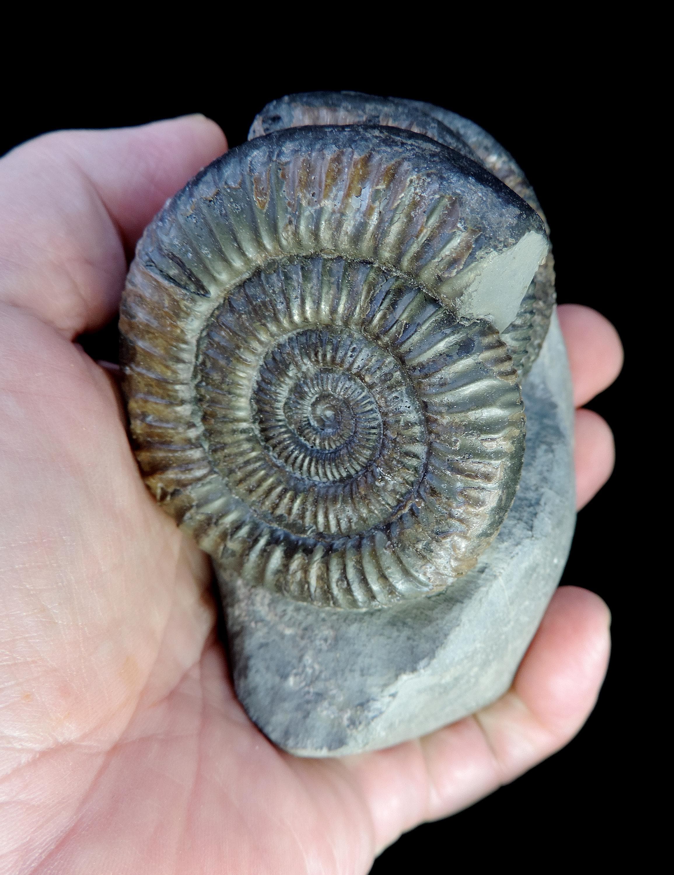 ジュラ紀 前期 アンモナイト ダクティリオセラス 超特大 88mm ダクティ