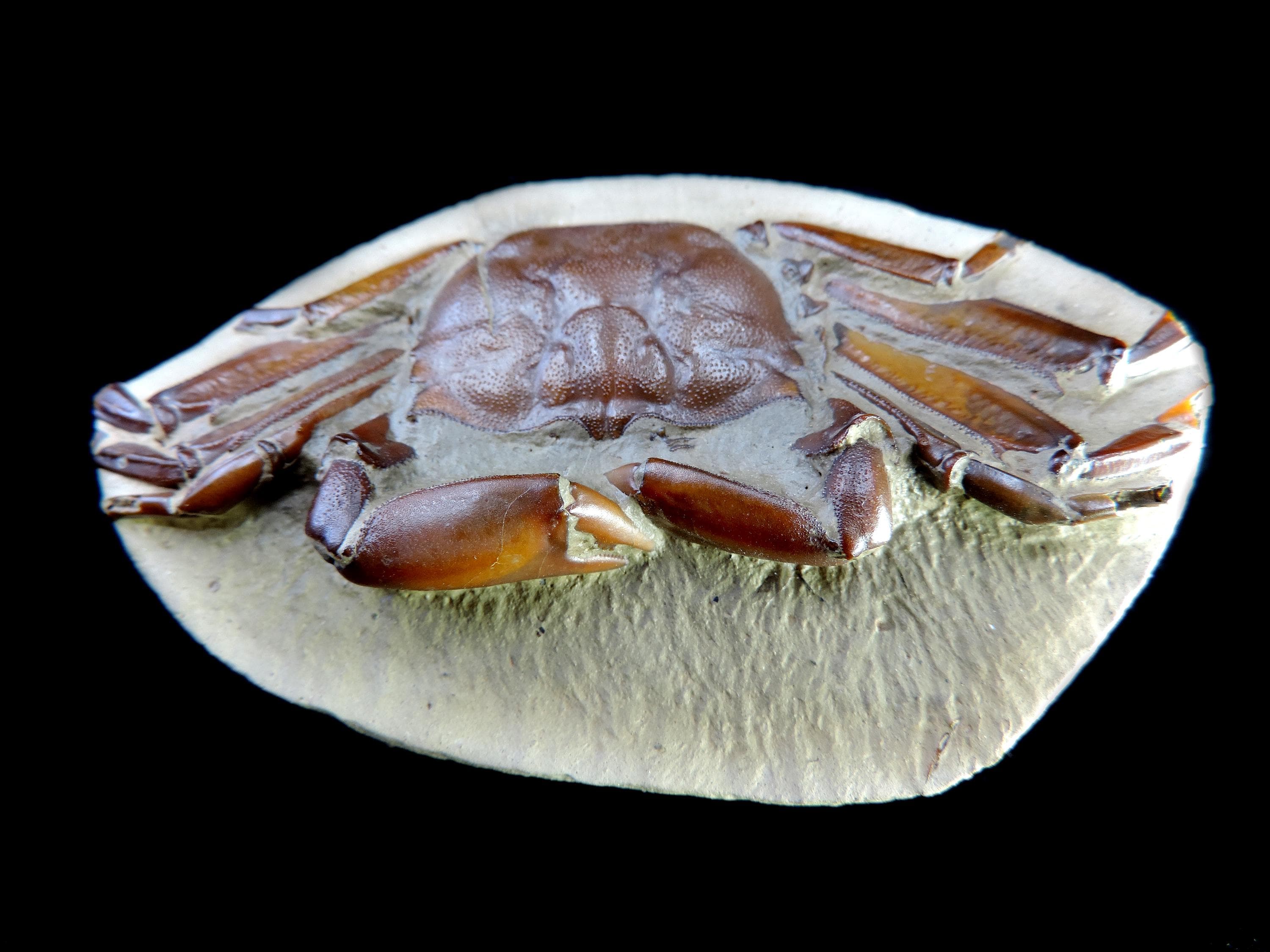 石灰質の塊の中に保存状態の良い素晴らしいカニの化石 - 最高品質の