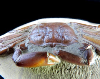 石灰質の塊の中に保存状態の良い素晴らしいカニの化石 - 最高品質の