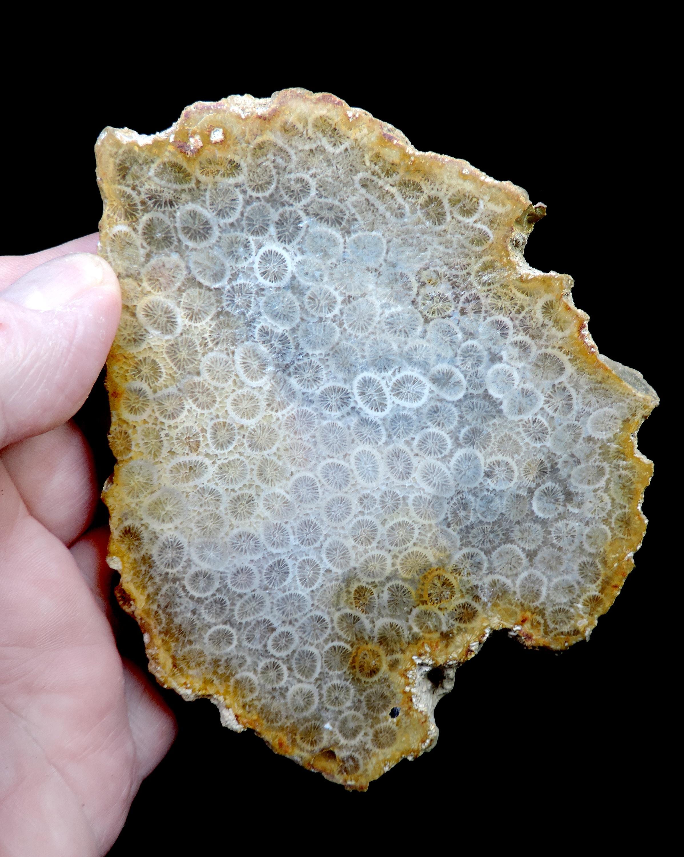 Cilisified Rocks Polished Slab of Silicified Miocene Age Coral From Indonesia - Etsy