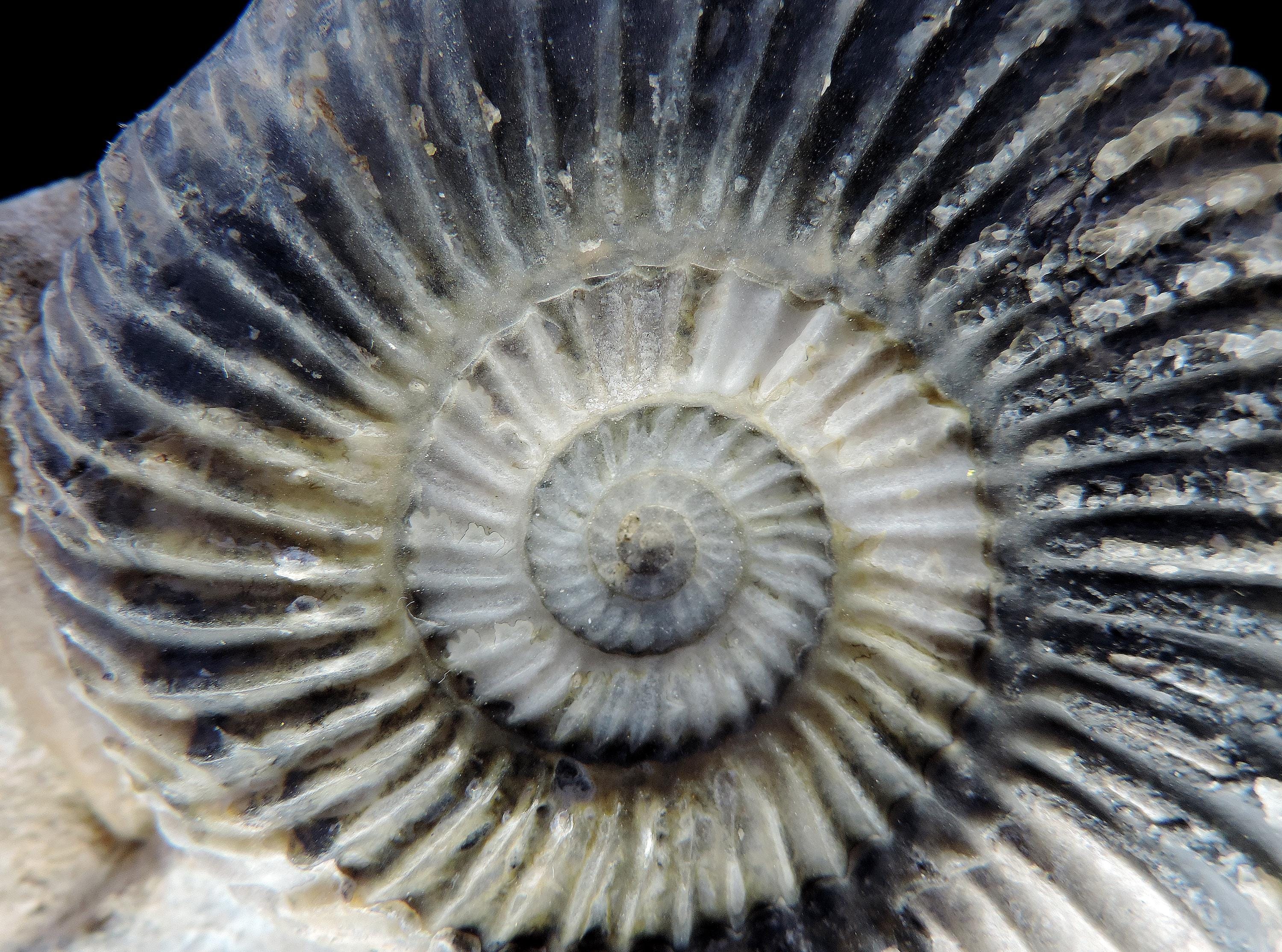 ジュラ紀のパーキンソニア・ドルセテンシスという見事なアンモナイトの