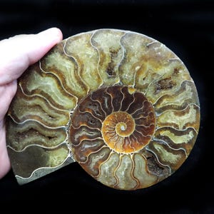 Top quality large cabinet sized Cleoniceras ammonite cut in half and polished to reveal individual chambers and suture lines