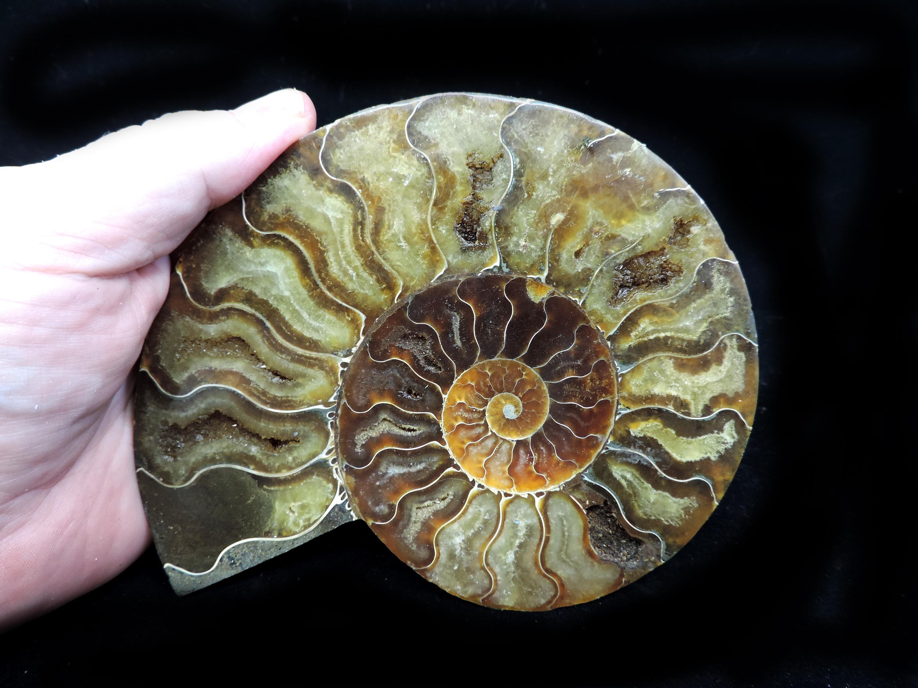 E9487】レッドファイヤー＊アンモナイト＊化石＊マダガスカル＊化石＊