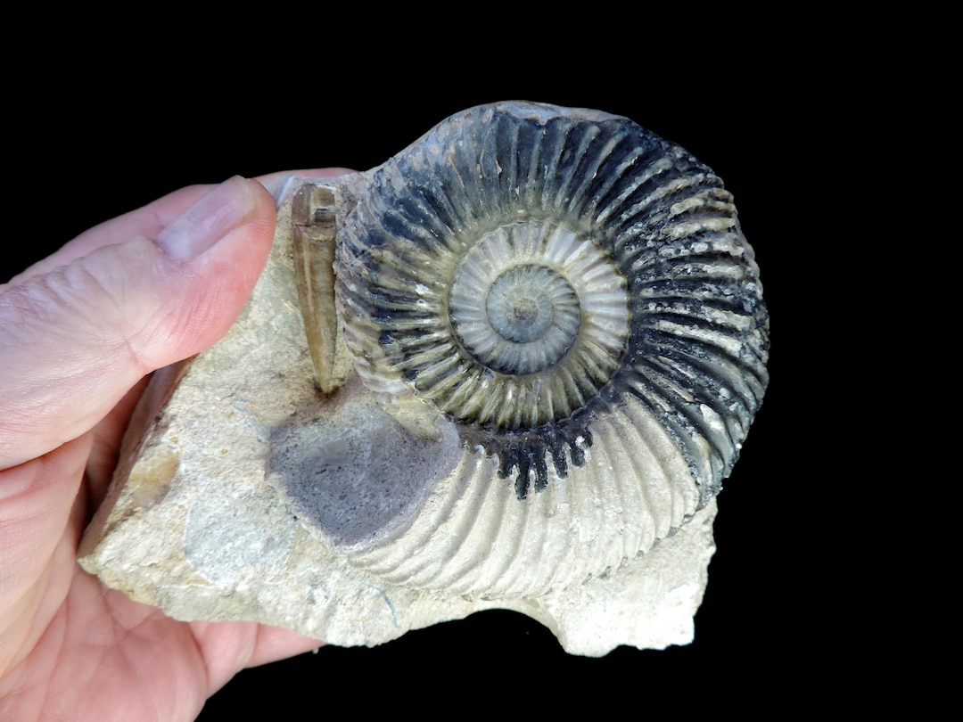 Showy Jurassic Age Parkinsonia Dorsetensis Ammonite Fossil - Great