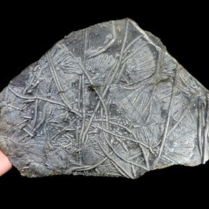 Museum quality extra large slab featuring superbly preserved intact Traumatocrinus crinoid fossils - rare mass mortality specimen
