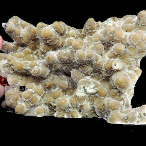 Amazing huge museum quality block of pale yellow thomsonite balls with showy &#39;fringes&#39; of white mesolite - rare collectors piece