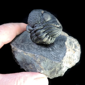 Drotops megalomanicus - Etsy 日本