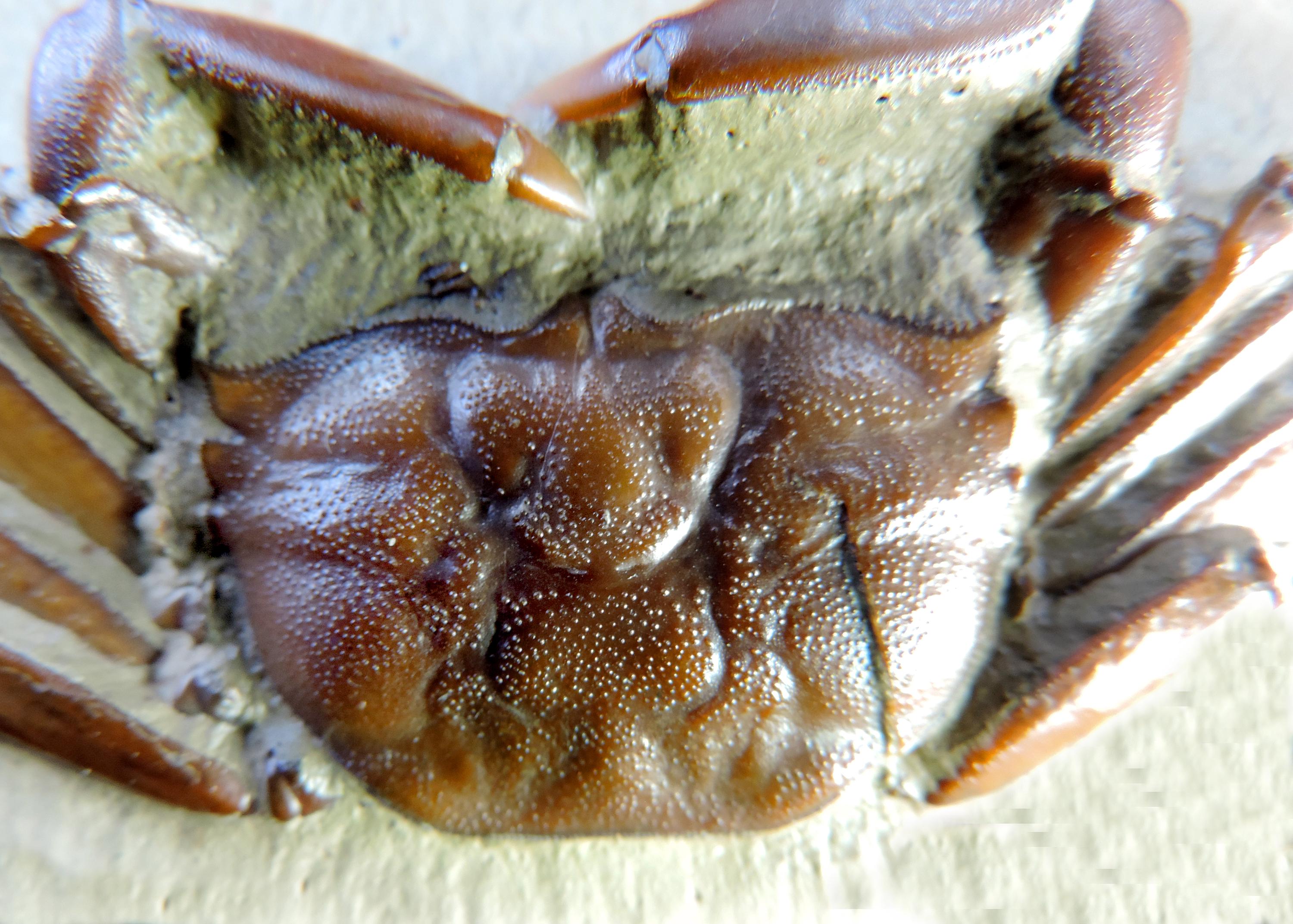 カニ 標本 と貝の化石 カニ 標本 と貝の化石 カニ 標本 と貝の化石 カニと貝の化石｜涸沼