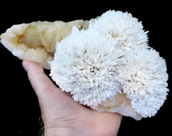 May include: A cluster of white, flower-shaped selenite crystals with a smooth, off-white base.