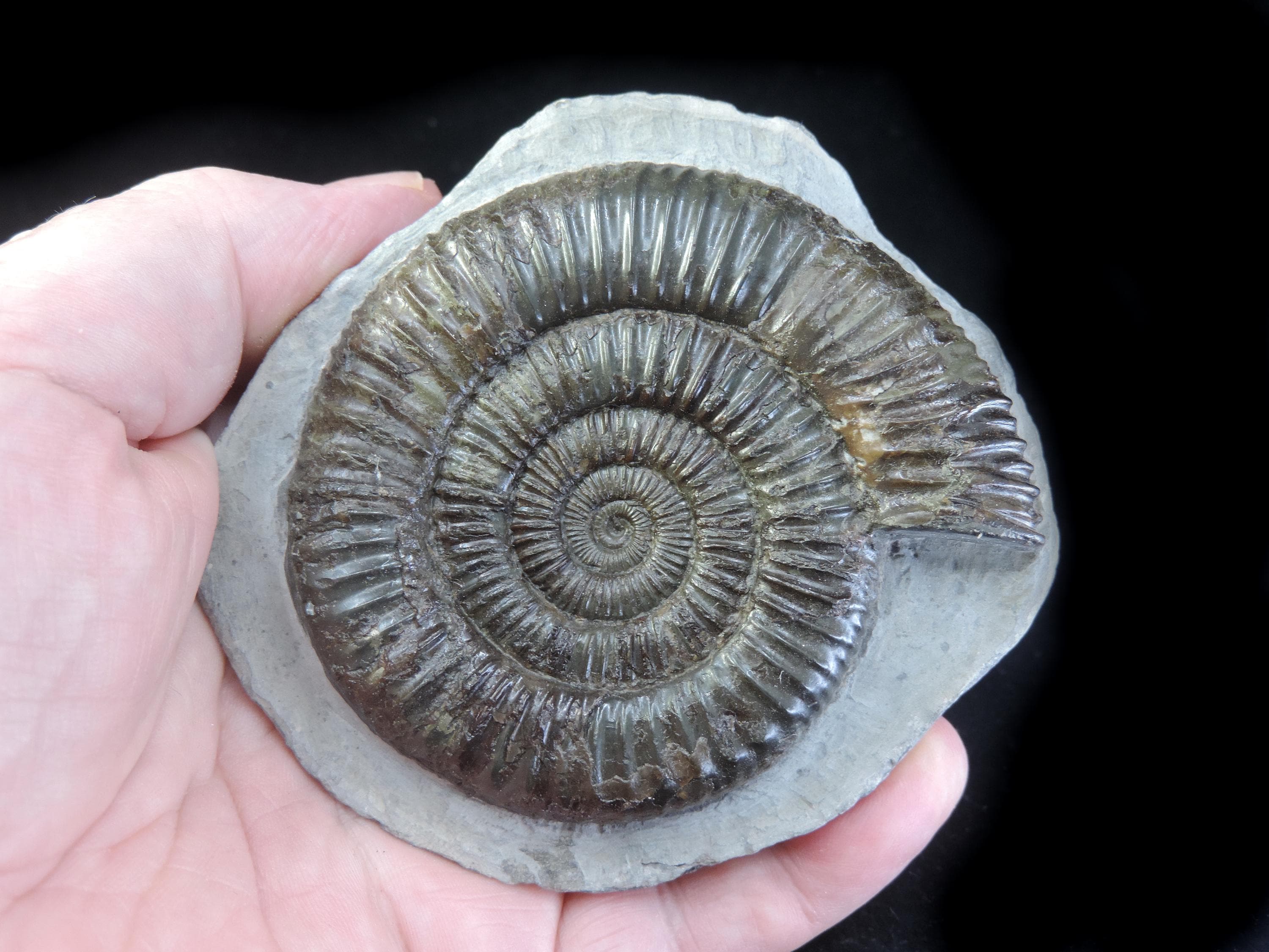 Superbly prepared and preserved large Dactylioceras ammonite