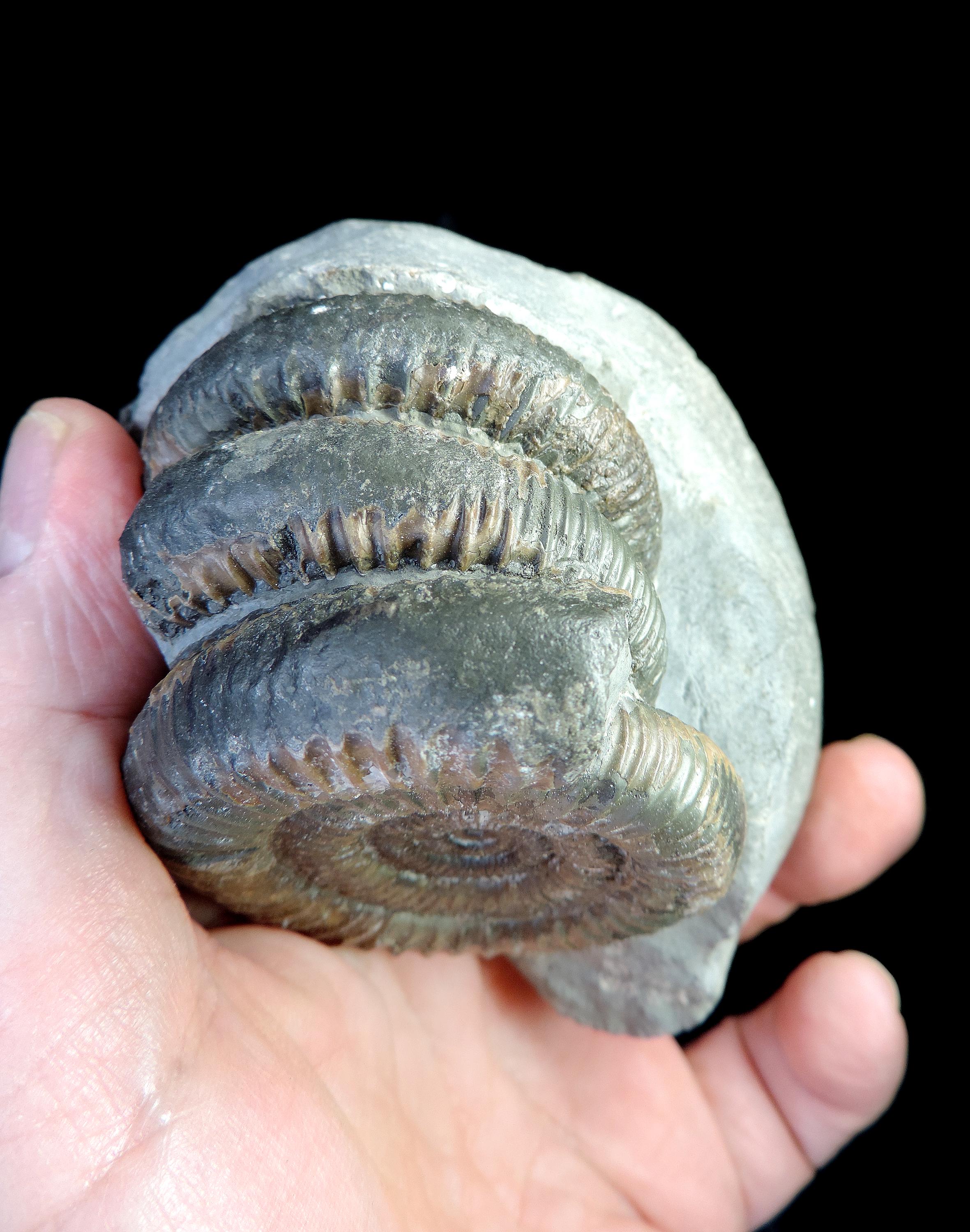 ジュラ紀　前期　アンモナイト　ダクティリオセラス　超特大　88mm ジュラ紀のダクティリオセラスアンモナイト3体が重なり合った、珍しく