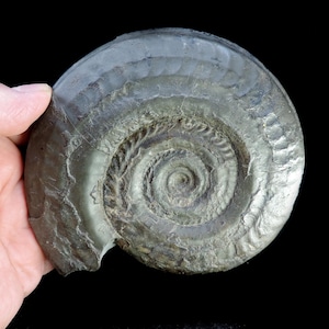 Superbly prepared and preserved Jurassic age Hildoceras ammonite fossil