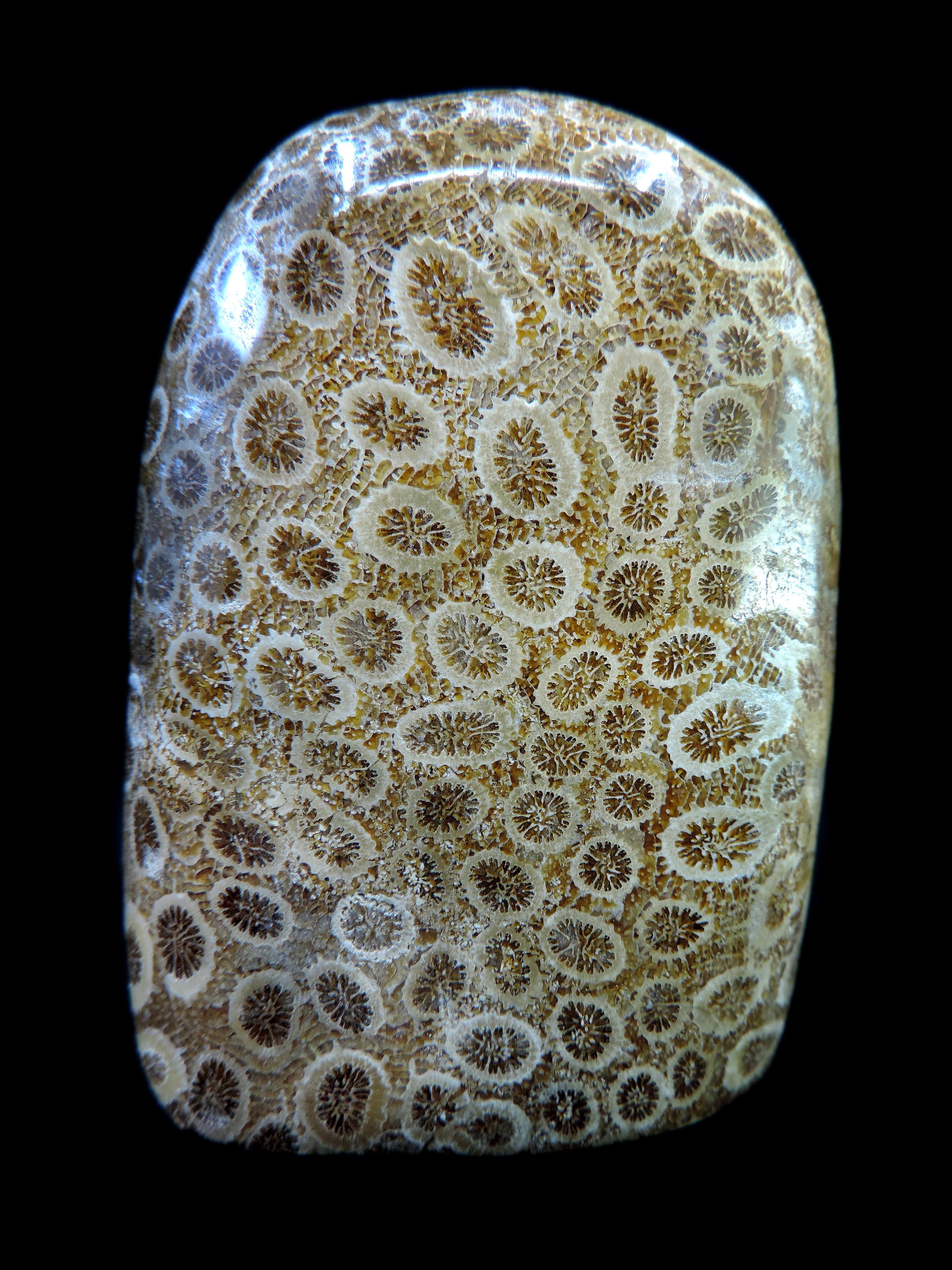Cilisified Rocks Polished Freeform of Silicified Miocene Age Coral From Indonesia - Etsy