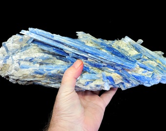 Superb top quality super extra large sized block featuring large sky blue kyanite crystals up to 20 cm long in a white quartz matrix