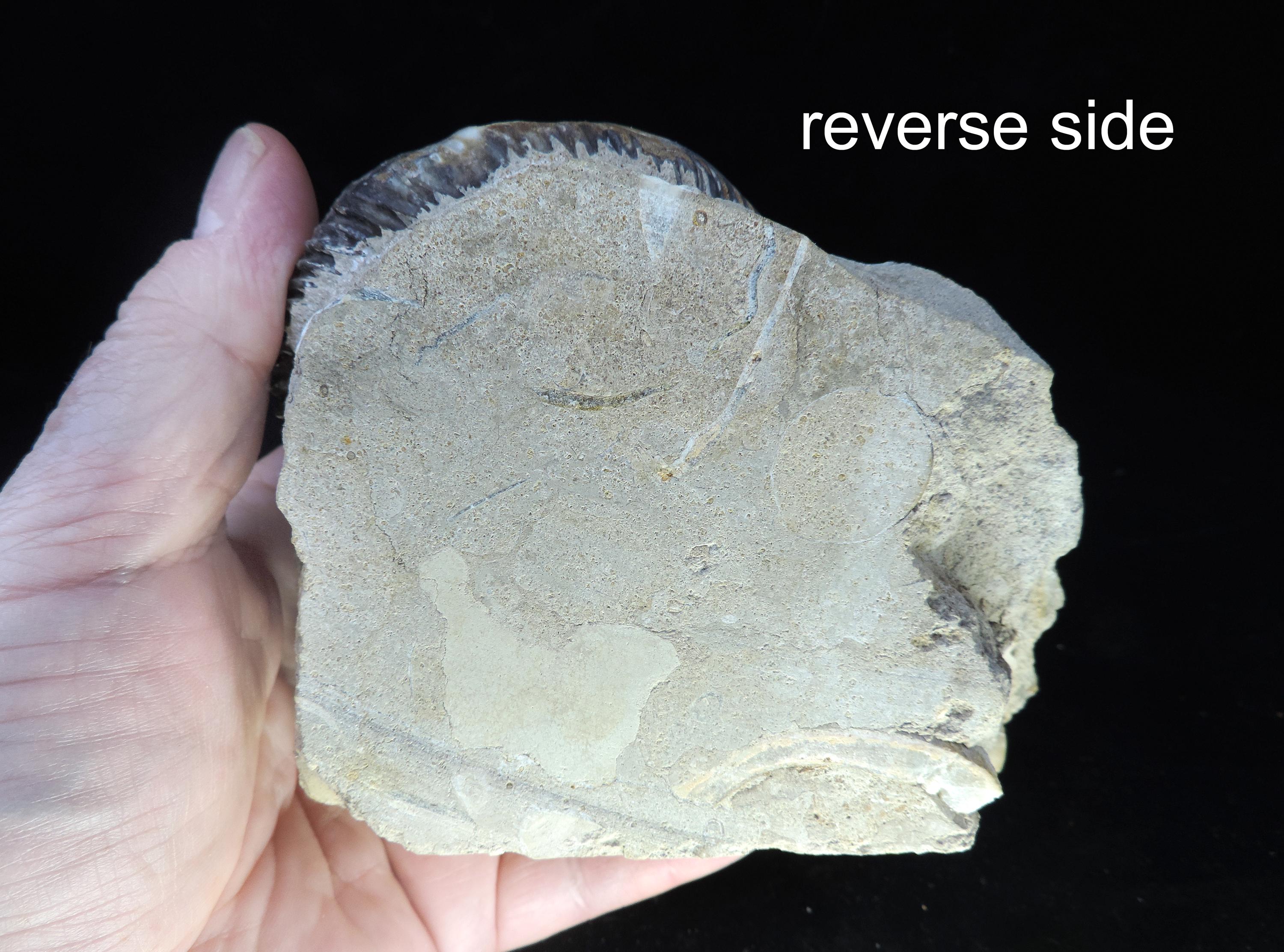 ジュラ紀のパーキンソニア・ドルセテンシスという見事なアンモナイトの