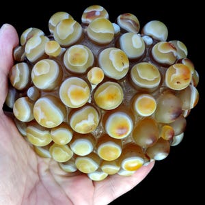 May include: A cluster of botryoidal agate featuring numerous rounded, translucent nodules in shades of amber, honey, and cream. Each individual orb displays concentric banding patterns with smooth, polished surfaces and varying sizes.