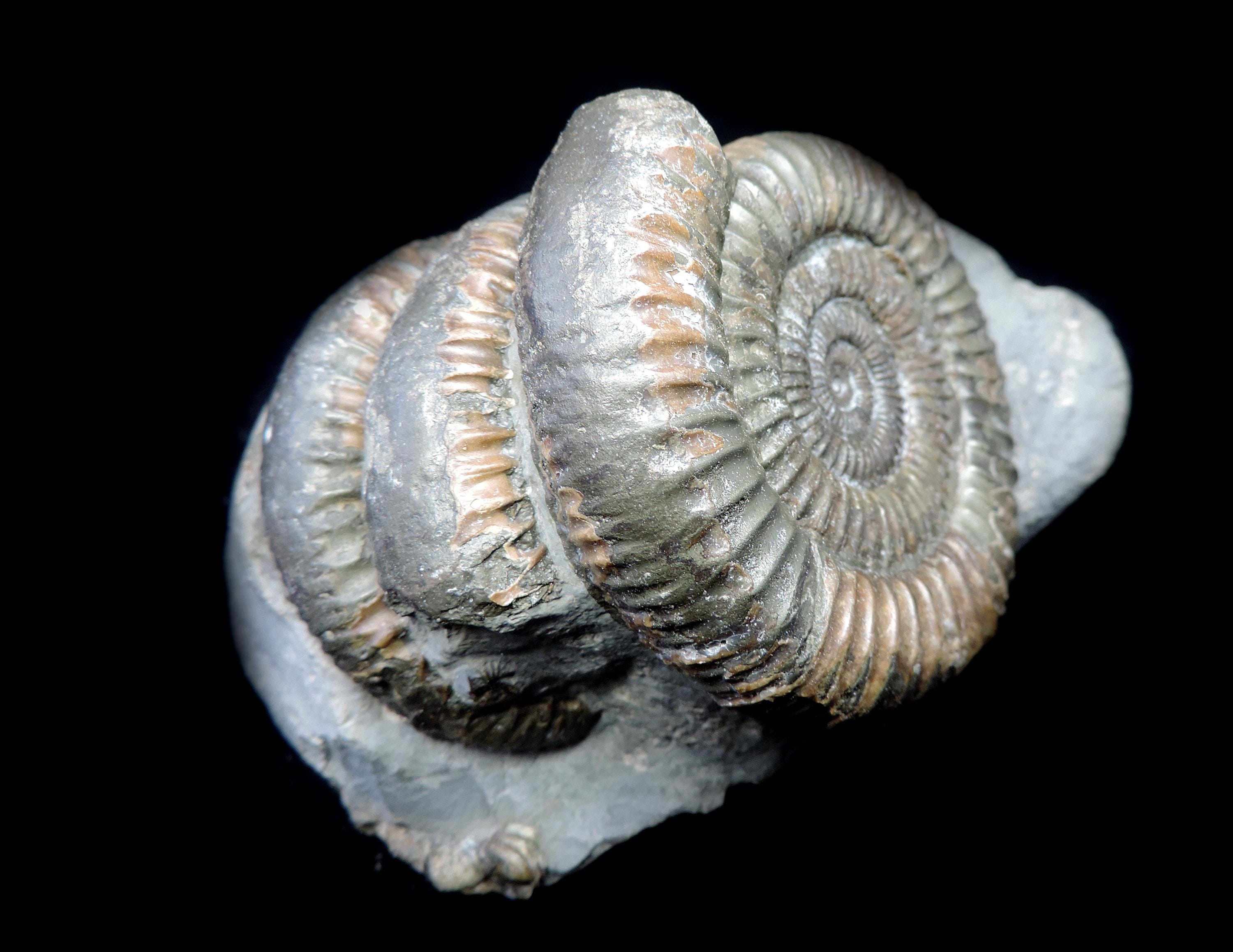 ジュラ紀　前期　アンモナイト　ダクティリオセラス　超特大　88mm ダクティリオセラス - Wikipedia