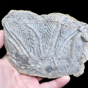 Superb large cabinet sized slab featuring intact Traumatocrinus crinoid fossil with incredible fine 3D definition - collectors special