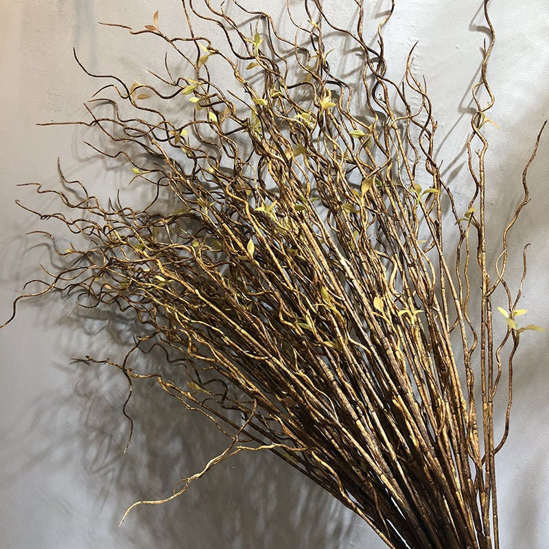 Curly Willow, Tortuous Willow, Curly Willow, Salix Tortuosa