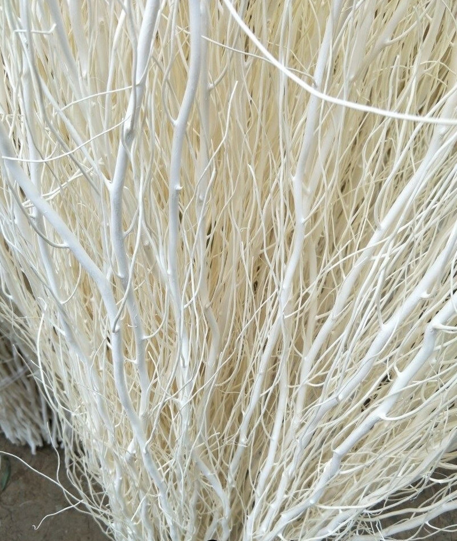 10 STEM 30 LONG Real White Curly Willow Decor Dried Etsy UK