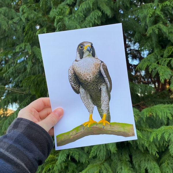 Peregrine Falcon Perching Art Print | Bird of Prey, Falconry Gift, Bird Lover Artwork, Forest Vibes | Eco Friendly Gift | Cottagecore