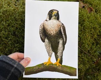 Peregrine Falcon Perching on Tree Branch A5 Art Print