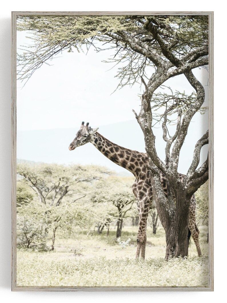 Safari wall decor 3 piece wall art Safari print set Animal Etsy