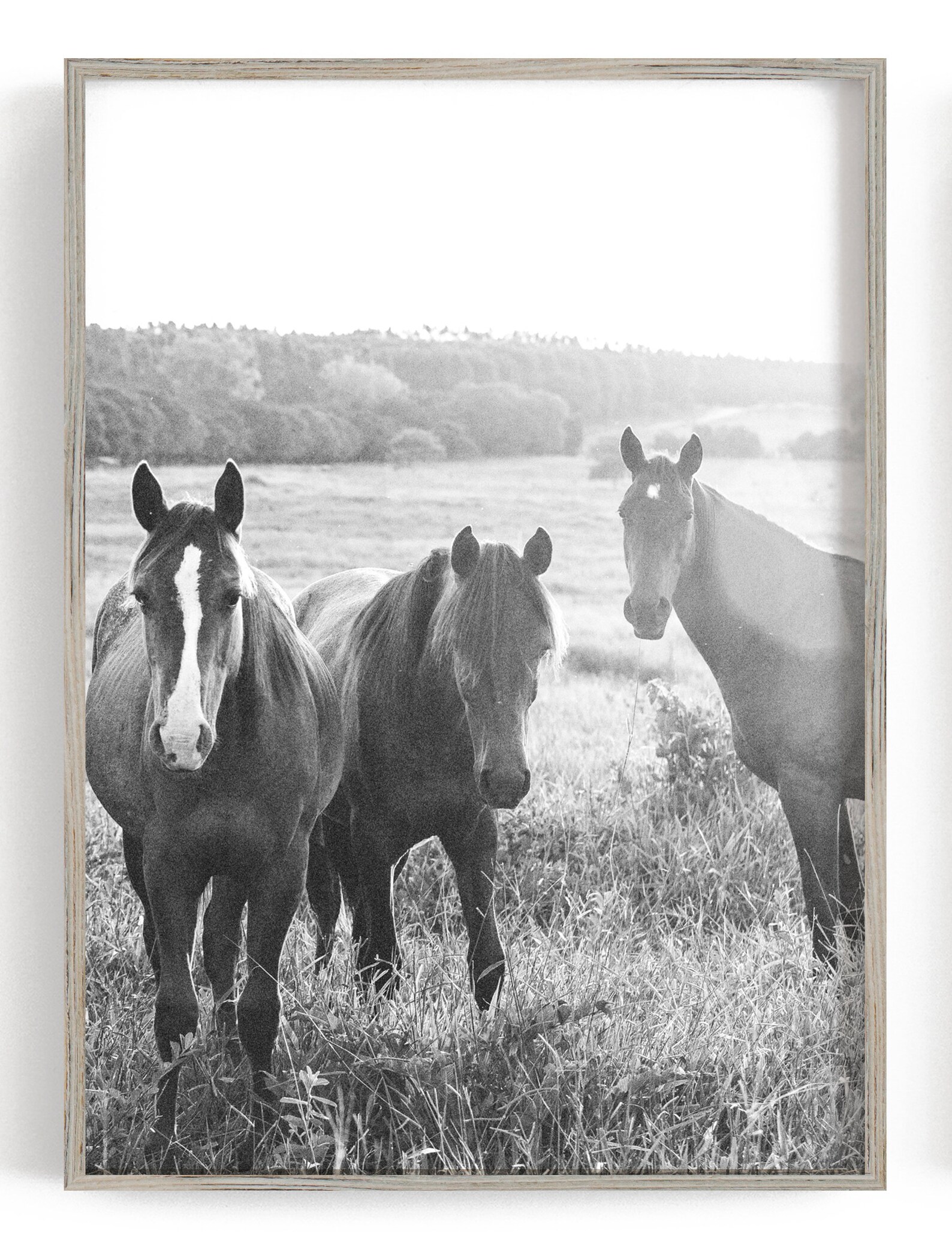 Horse wall art Set of 3 Black and White Prints Horse prints Etsy