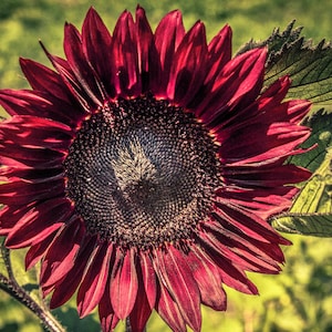 Sonnenblume &#39;Moulin Rouge&#39; Samen 25 Stk I Bordeauxrot I Hohe Qualität I Umweltfreundlich angebaut I Seltenes Saatgut I Helianthus Annuus