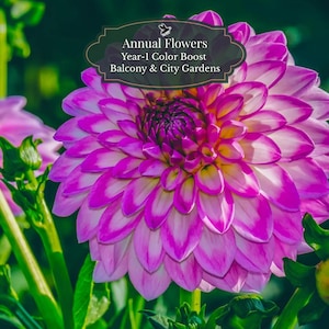 Dahlia zaden (Dahlia) | Kleurenmix 100 zaden | Year-1 Color Booster | Balkon & pot | Zomer-herfst bloei | 2-4 m2