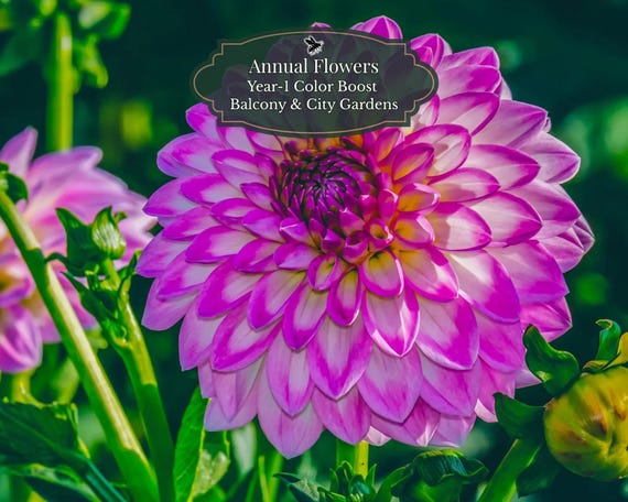 Dahlia seeds (Dahlia) | Color mix 50 seeds | Year-1 Color Booster | Balcony & pot | Summer-autumn flowering | 1-2 m2