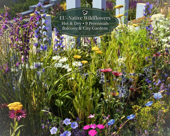 Urban Pollinator Patch – European Native | Perennial Flower Mix (9 Varieties) | Bee-Friendly | ±4500 Seeds | For Warm & Dry European Climate