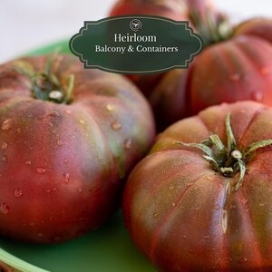 Black Krim Tomaten zaden 25 st I Erfgoedras I Noire de Crimée I Rokerige & Rijke smaak I Balkon en Potten 15L | Inclusief QR Grow Guide
