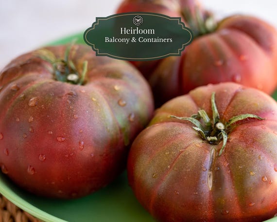 Black Krim Tomato Seeds (25 pcs) | Heritage Variety | Black Krim | Smoky & Rich Flavor | Balcony and Pots (15L) | Includes QR Grow Guide