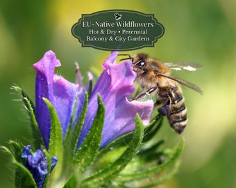 Gewhnlicher Natternkopf (Echium vulgare) 400 Samen | Heimisch in der EU |  Volle Sonne | Trockenheitsvertrglich | Bienenfreundlich - Etsy.de