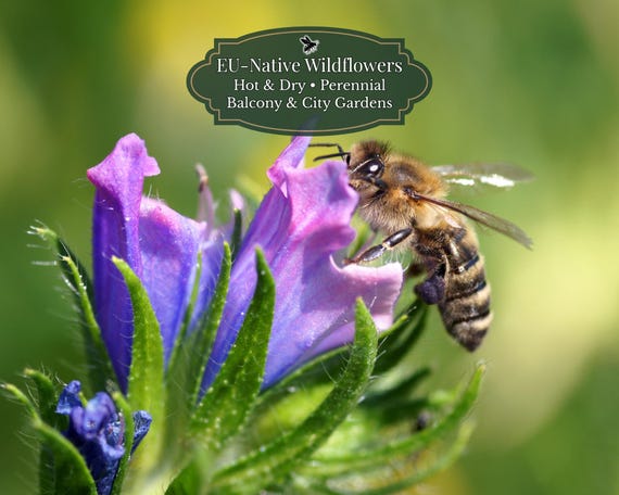 Echium vulgare (Viper’s Bugloss) 400 seeds | EU Native | Full Sun | Drought Tolerant | Bee Magnet