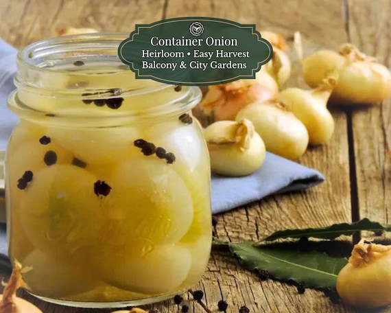 Cipollini Borettana Onion Seeds (Allium cepa) 1000 Seeds | Sweet Flat Italian “Button Onion” | Pots & Balcony | Roasting + Pickling