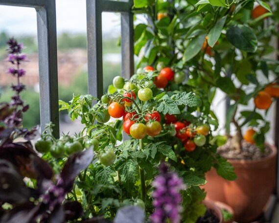 Balcony Success Kit – 9 Vegetable Varieties for Pots | Fast Harvest | Lettuce • Onion • Bean • Tomato • Pepper • Cucamelon | Growing Guide